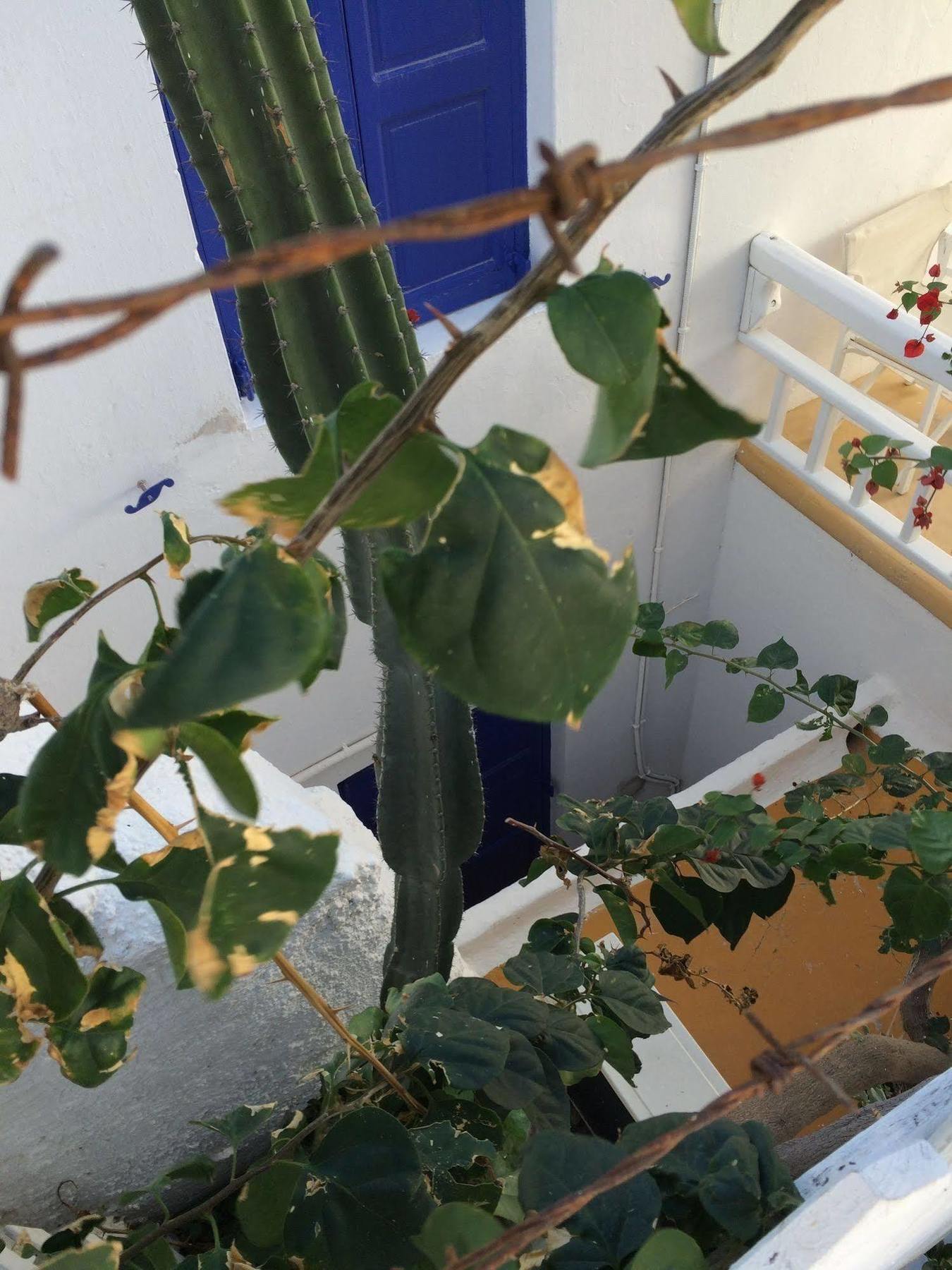Lefteris Hotel Mykonos Town Bagian luar foto